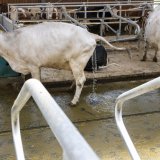 Les vaches de la ferme des Röösli à Hellbühl (LU) bénéficient de toilettes spéciales. KEYSTONE/URS FLUEELER